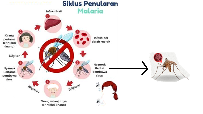 Malaria – Gejala dan Pencegahan Menurut PAFI Kajen